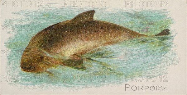 Porpoise, from the Fish from American Waters series