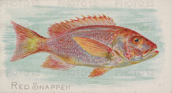 Red Snapper, from the Fish from American Waters series