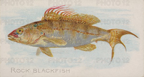 Rock Blackfish, from the Fish from American Waters series (N8) for Allen & Ginter Cigarett..., 1889. Creator: Allen & Ginter.