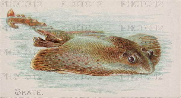 Skate, from the Fish from American Waters series (N8) for Allen & Ginter Cigarettes Brands, 1889. Creator: Allen & Ginter.
