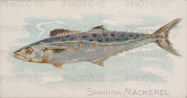 Spanish Mackerel, from the Fish from American Waters series (N8) for Allen & Ginter Cigare..., 1889. Creator: Allen & Ginter.