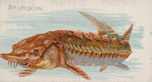 Sturgeon, from the Fish from American Waters series