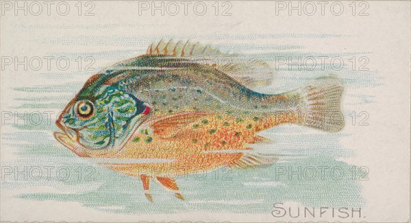Sunfish, from the Fish from American Waters series