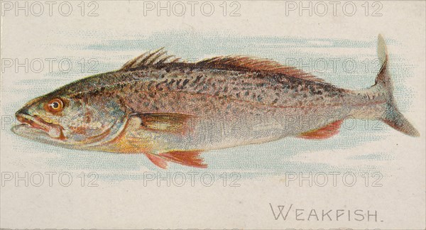 Weakfish, from the Fish from American Waters series
