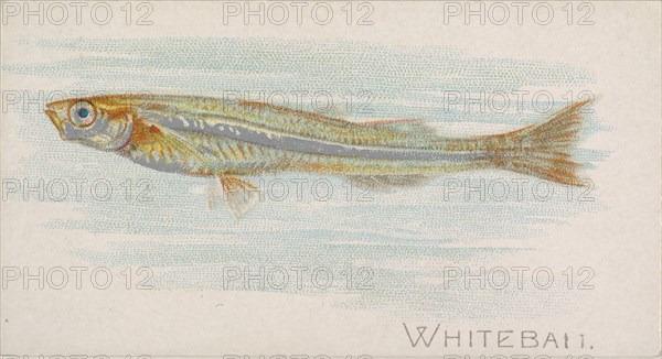 Whitebait, from the Fish from American Waters series