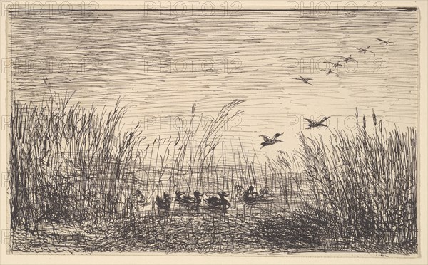 Ducks in the Marshes, [1862], reprinted 1921. Creator: Charles Francois Daubigny.
