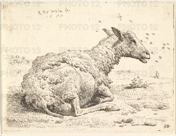 Partially shorn sheep lying in the grass with insects hovering around its head, 1655. Creator: Karel Du Jardin.