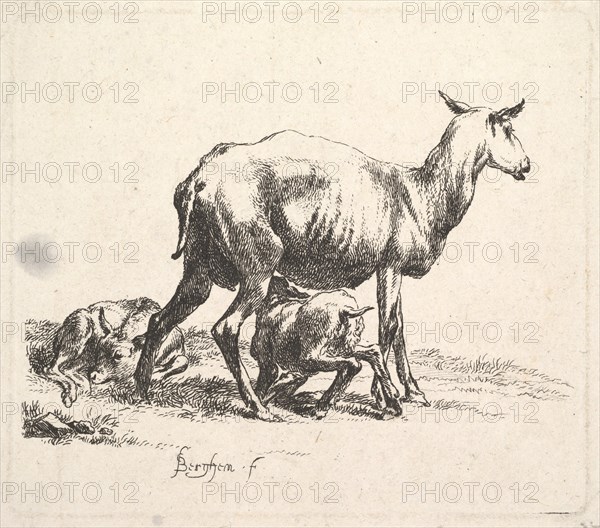 Sheep with Lamb Nursing. Creator: Nicolaes Berchem.