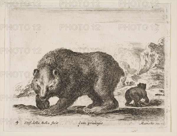 Plate 4: bear, from 'Various animals'