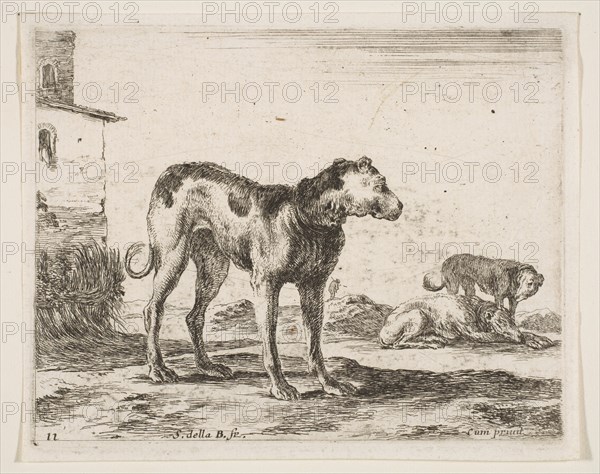 Plate 11: dogs, from 'Various animals'