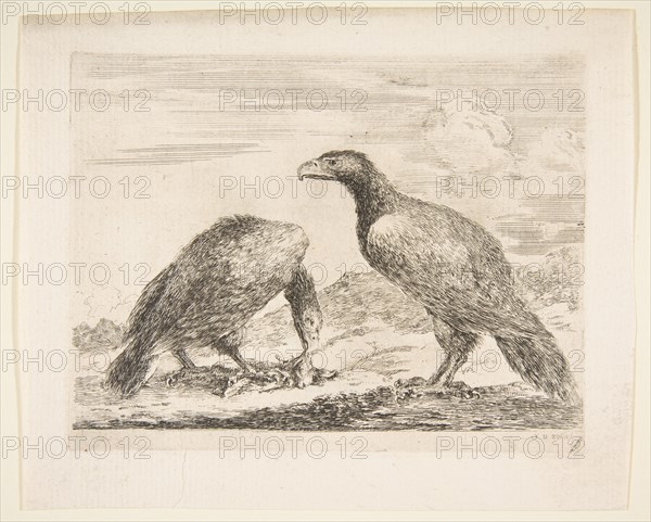 Two eagles, one devouring a lamb, from 'Eagles'