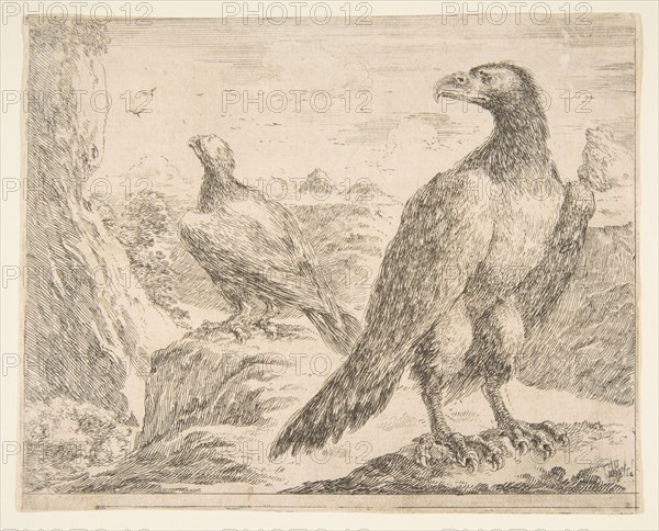 Two eagles, from 'Eagles'