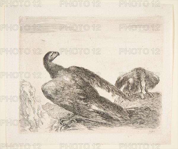 Two eagles, one with prey, from 'Eagles'