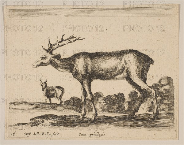 Plate 16: stag, from 'Various animals'