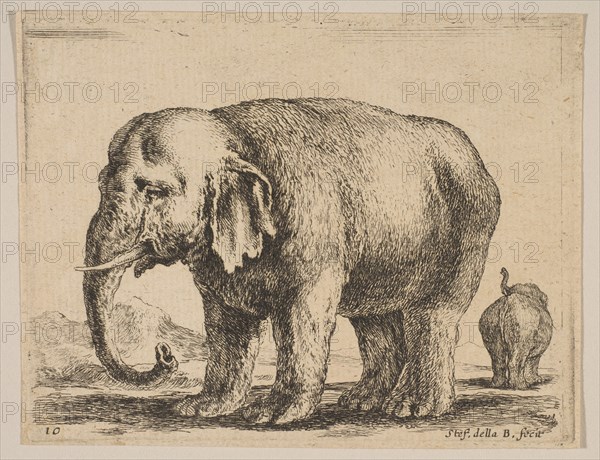 Plate 10: elephant, from 'Various animals'