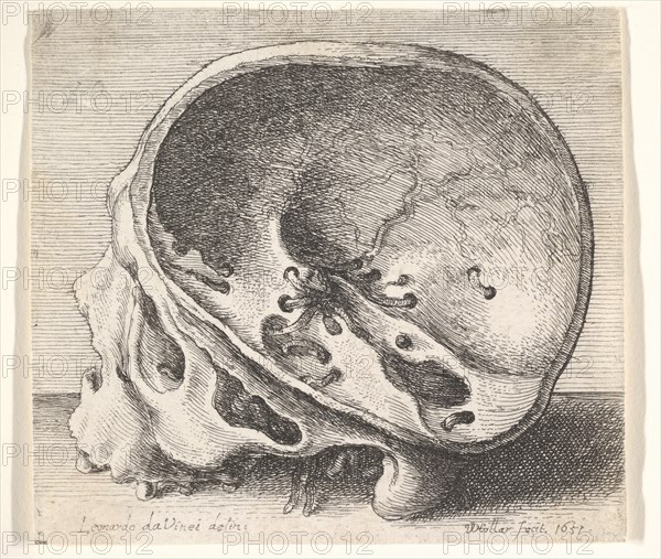 Sectioned skull in profile to left with the left side of the cranium removed, 1651. Creator: Wenceslaus Hollar.