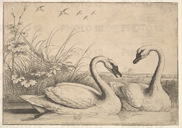 Two Swans, 1654-58. Creator: Wenceslaus Hollar.
