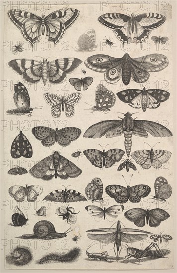 Forty-one Insects, including moths and butterflies, 1625-77. Creator: Wenceslaus Hollar.