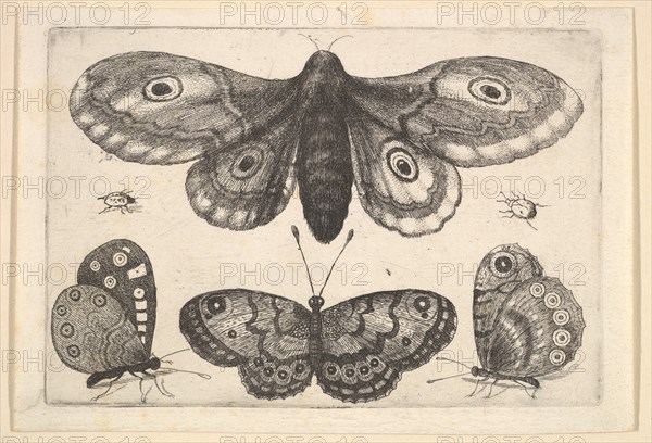 A moth, three butterflies and two beetles, 1646. Creator: Wenceslaus Hollar.