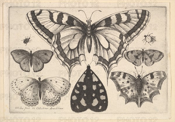 Five Butterflies, a Moth and Two Beetles, 1646. Creator: Wenceslaus Hollar.