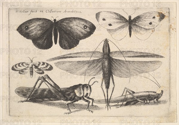 Six insects, 1646. Creator: Wenceslaus Hollar.