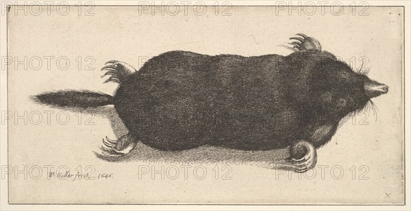 Dead Mole, 1646. Creator: Wenceslaus Hollar.