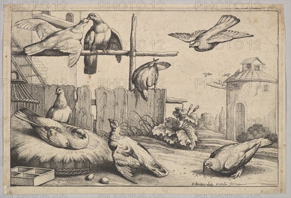 Eight doves, 1625-77. Creator: Wenceslaus Hollar.