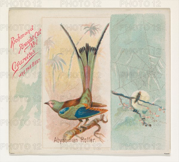 Abyssinian Roller, from the Song Birds of the World series (N42) for Allen & Ginter Cigarettes, 1890.