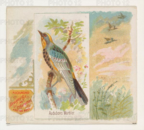 Audobons Warbler, from the Song Birds of the World series (N42) for Allen & Ginter Cigarettes, 1890.