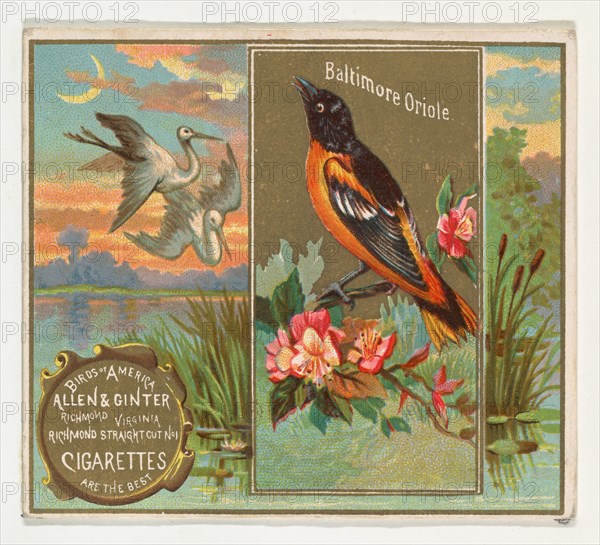 Baltimore Oriole, from the Birds of America series (N37) for Allen & Ginter Cigarettes, 1888.