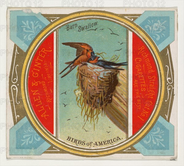 Barn Swallow, from the Birds of America series (N37) for Allen & Ginter Cigarettes, 1888.