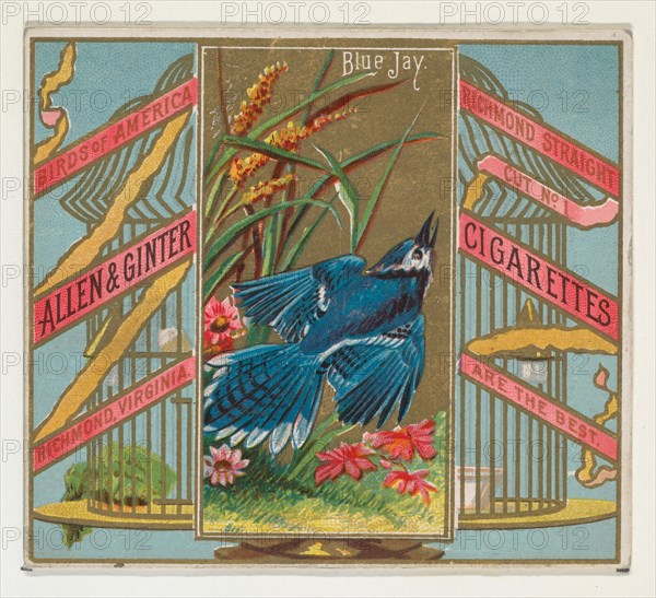 Blue Jay, from the Birds of America series (N37) for Allen & Ginter Cigarettes, 1888.