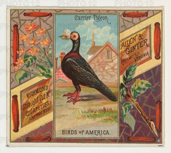Carrier Pigeon, from the Birds of America series (N37) for Allen & Ginter Cigarettes, 1888.