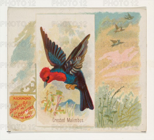 Crested Malimbus, from the Song Birds of the World series (N42) for Allen & Ginter Cigarettes, 1890.