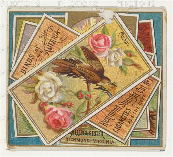 Cuckoo, from the Birds of America series (N37) for Allen & Ginter Cigarettes, 1888.