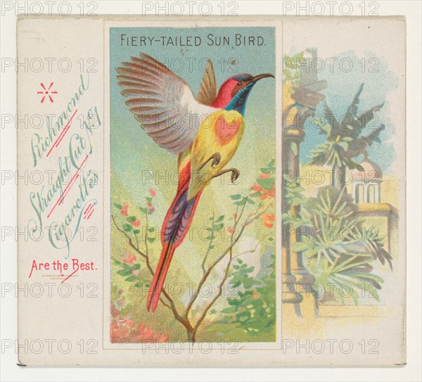 Fiery-Tailed Sun Bird, from Birds of the Tropics series (N38) for Allen & Ginter Cigarettes, 1889.