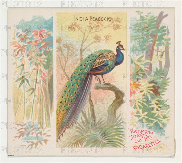 India Peacock, from Birds of the Tropics series (N38) for Allen & Ginter Cigarettes, 1889.
