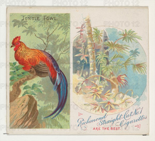 Jungle Fowl, from Birds of the Tropics series (N38) for Allen & Ginter Cigarettes, 1889.