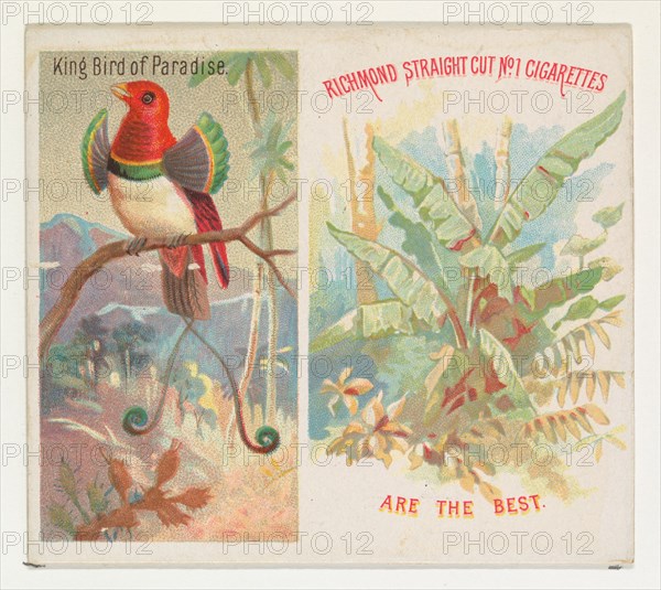 King Bird of Paradise, from Birds of the Tropics series (N38) for Allen & Ginter Cigarettes, 1889.