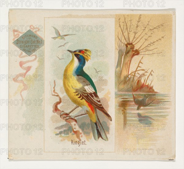 Kinglet, from the Song Birds of the World series (N42) for Allen & Ginter Cigarettes, 1890.