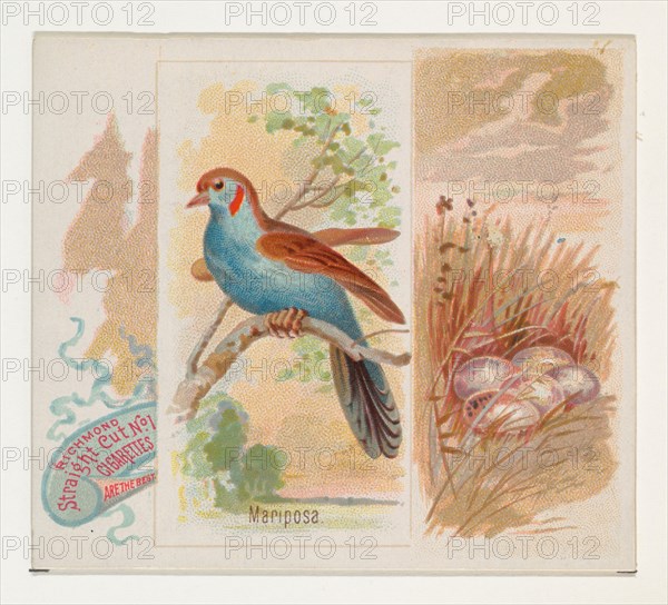 Mariposa, from the Song Birds of the World series (N42) for Allen & Ginter Cigarettes, 1890.