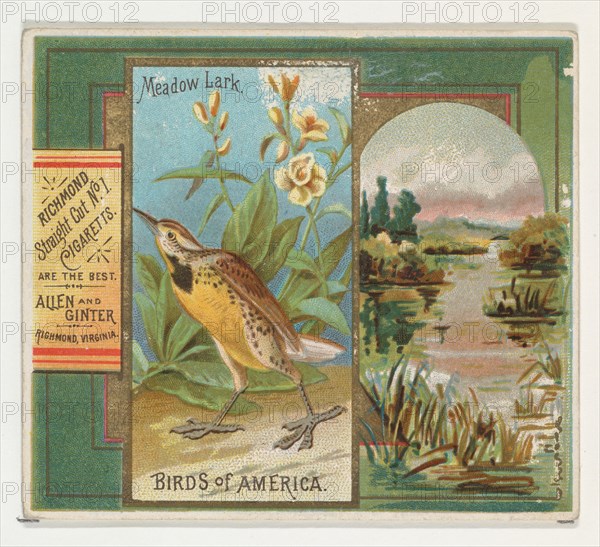 Meadow Lark, from the Birds of America series (N37) for Allen & Ginter Cigarettes, 1888.