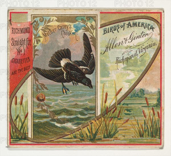 Mother Carey's Chicken, from the Birds of America series (N37) for Allen & Ginter Cigarettes, 1888.