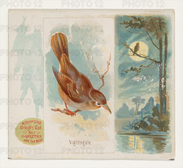 Nightingale, from the Song Birds of the World series (N42) for Allen & Ginter Cigarettes, 1890.