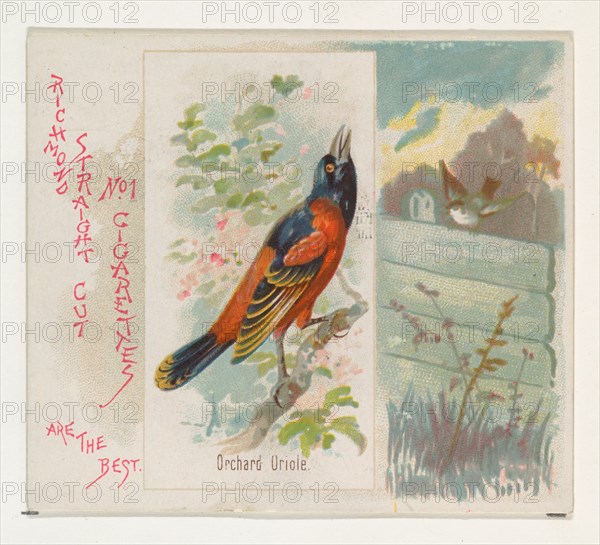 Orchard Oriole, from the Song Birds of the World series (N42) for Allen & Ginter Cigarettes, 1890.