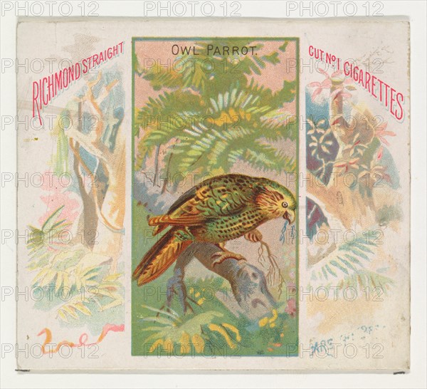 Owl Parrot, from Birds of the Tropics series (N38) for Allen & Ginter Cigarettes, 1889.
