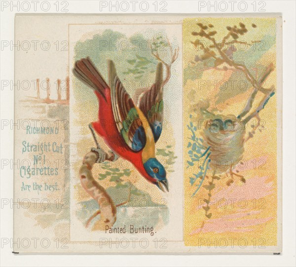 Painted Bunting, from the Song Birds of the World series (N42) for Allen & Ginter Cigarettes, 1890.