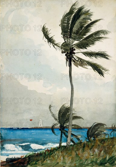 Palm Tree, Nassau, 1898.