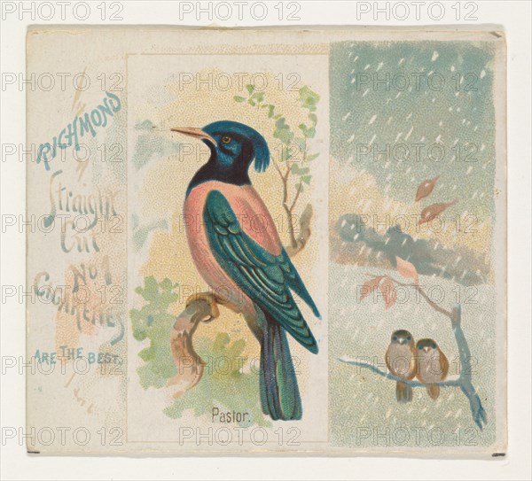 Pastor, from the Song Birds of the World series (N42) for Allen & Ginter Cigarettes, 1890.