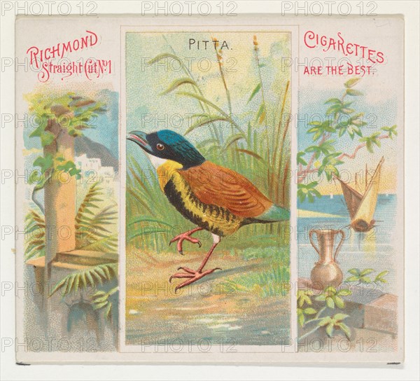 Pitta, from Birds of the Tropics series (N38) for Allen & Ginter Cigarettes, 1889.